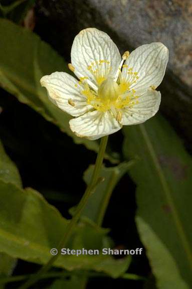 parnassia palustris 2 graphic